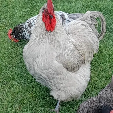 Bed & Breakfast L'armandiere Sainte-Colombe (Seine-Maritime)